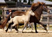 Elrir von Heidmoor b